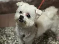 小旺旺