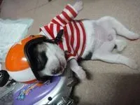 今朝醉