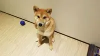 ユウエイ
