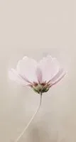 紅茶拿鐵