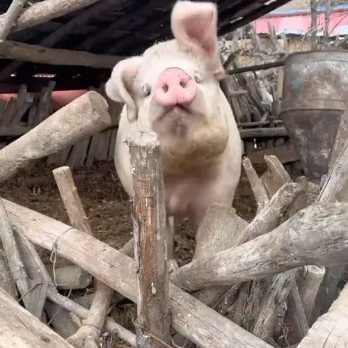 1765658595860_cea52921-bd8f-4efd-9d4d-81b89d3f9ec0.mp4